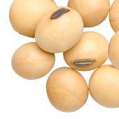Image of soya beans