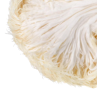 Image of Organic Lion's Mane Mushroom
